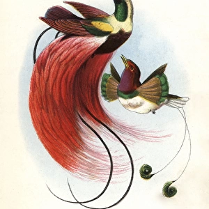Red bird-of-paradise, Paradisaea rubra