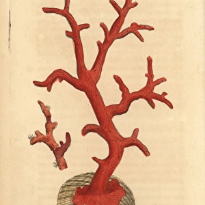 Red coral, Corallium rubrum