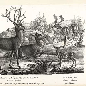 Red deer, Cervus elaphus, and fallow deer, Dama dama