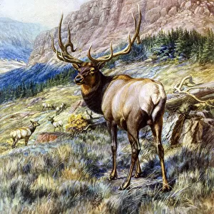 Red Deer Stag by E Caldwell