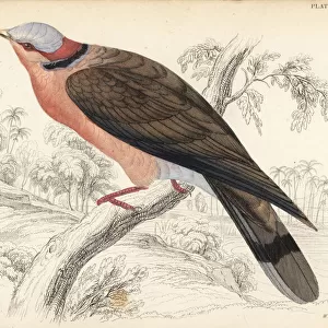 Red-eyed dove, Streptopelia semitorquata