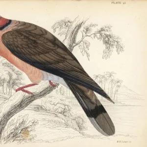 Red-eyed dove, Streptopelia semitorquata