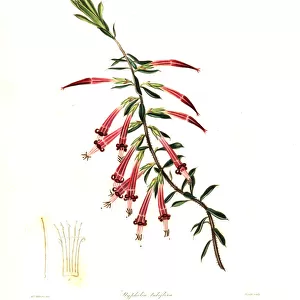 Red five-corner or crimson styphelia, Styphelia tubiflora