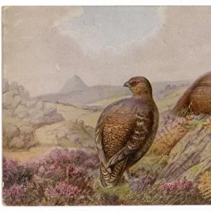 RED GROUSE
