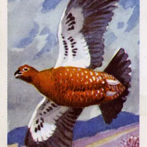 Red Grouse in flight