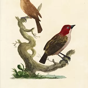 Red-headed finch and brown warbler