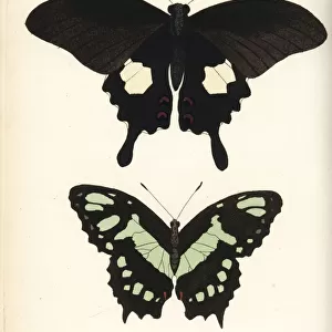 Red helen and malachite butterfly, Papilio