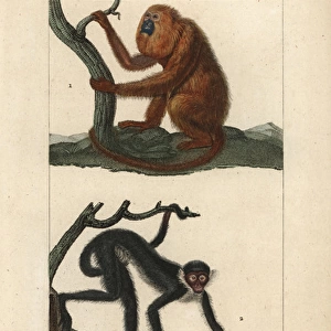 Red howler monkey, Alouatta seniculus
