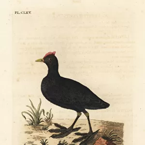 Red-knobbed coot or crested coot, Fulica cristata