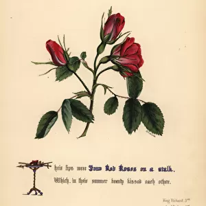 Red Roses (King Richard III)