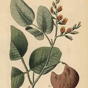 Red sandalwood, Pterocarpus santalinus. Endangered