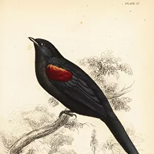 Red-shouldered cuckooshrike, Campephaga phoenicea