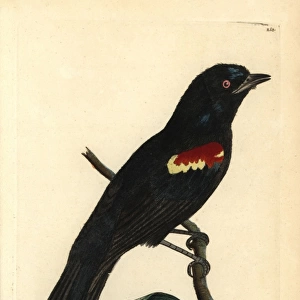 Red-shouldered tanager, Tachyphonus phoenicius