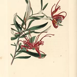 Red spider flower, Grevillea punicea