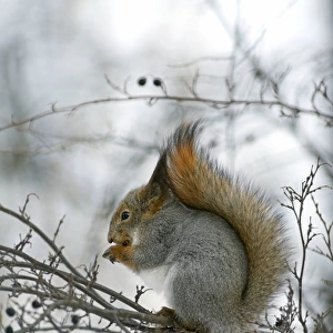 Red Squirrel - feeds actively on frozen berries