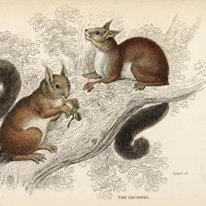 Red squirrel, Sciurus vulgaris