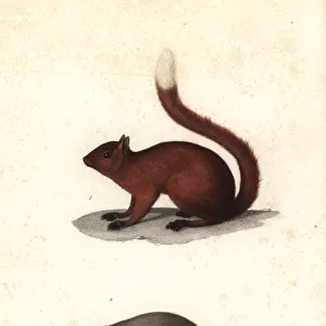 Red squirrel and Senegal dormouse