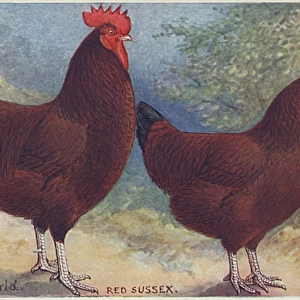 Red Sussex Poultry