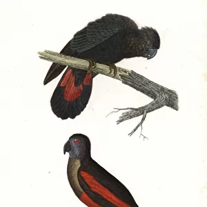 Red-tailed black cockatoo and Pesquets parrot