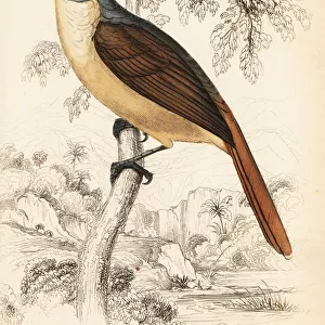 Red-tailed leaflove, Phyllastrephus scandens