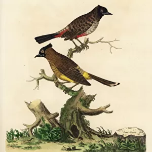 Red-vented bulbul and white-spectacled bulbul