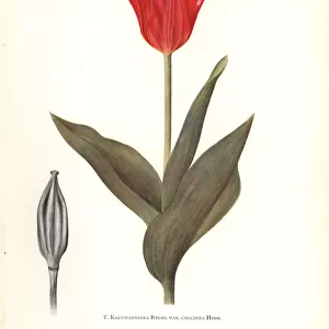 Red waterlily tulip, Tulipa kaufmanniana var. coccinea