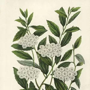 Reeves spiraea, Spiraea cantoniensis f. lanceata