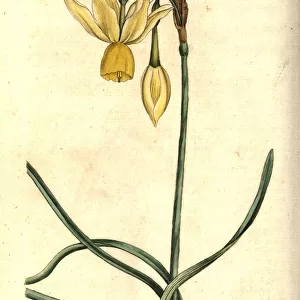 Reflexed daffodil, Narcissus triandrus