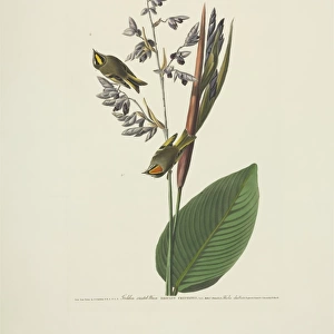 Regulus satrapa, golden-crowned kinglet