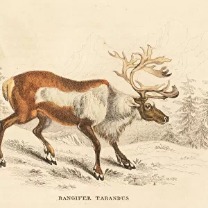 Reindeer or caribou, Rangifer tarandus