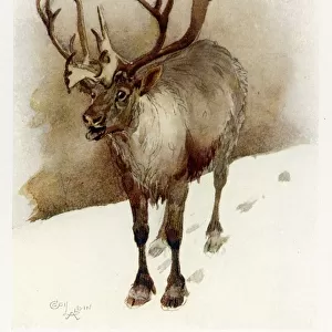 Reindeer / Cecil Aldin