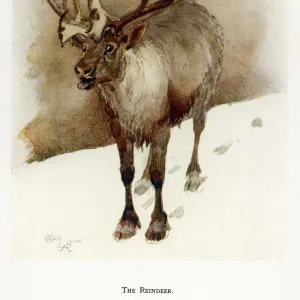 Reindeer / Cecil Aldin