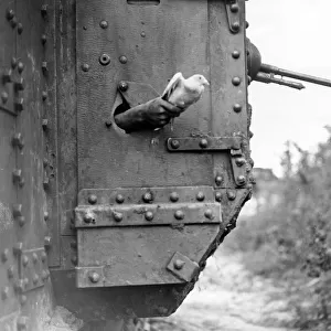 Releasing carrier pigeon from tank, France, WW1