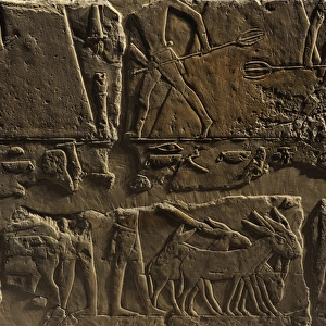 Relief depicting a phases of harvesting. Egypt