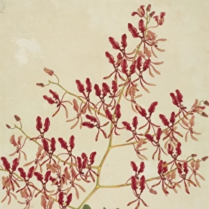 Renanthera coccinea, orchid