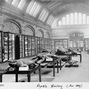 Reptile Gallery, November 1889