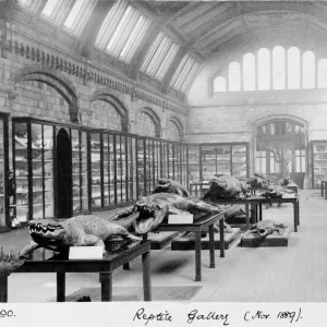 Reptile Gallery, November 1889