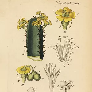 Resin spurge, Euphorbia resinifera