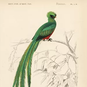 Resplendent quetzal, Pharomachrus mocinno