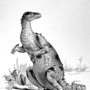 Restored figure of the Iguanodon