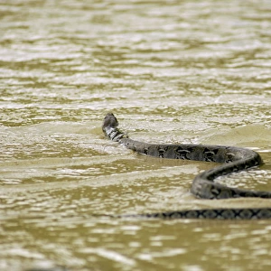 A Reticulated Python swims from a small freshwater-stream