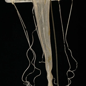 Rhegmatodes thalassina, jellyfish