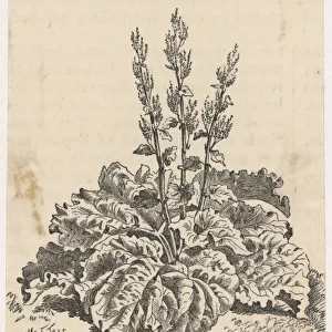 Rheum Hybridum / Rhubarb