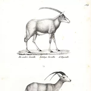 Rhim gazelle and Arabian oryx