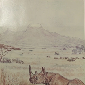 Rhino, Kilimanjaro