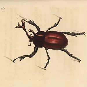Rhinoceros beetle, Trypoxylus dichotomus