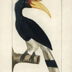 Rhinoceros hornbill, Buceros rhinoceros, near threatened