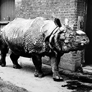 Rhinoceros named Tom, London Zoo, Victorian period