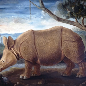 Rhinoceros sp. rhinoceros