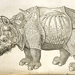 Rhinocerotidae (family), rhinoceros